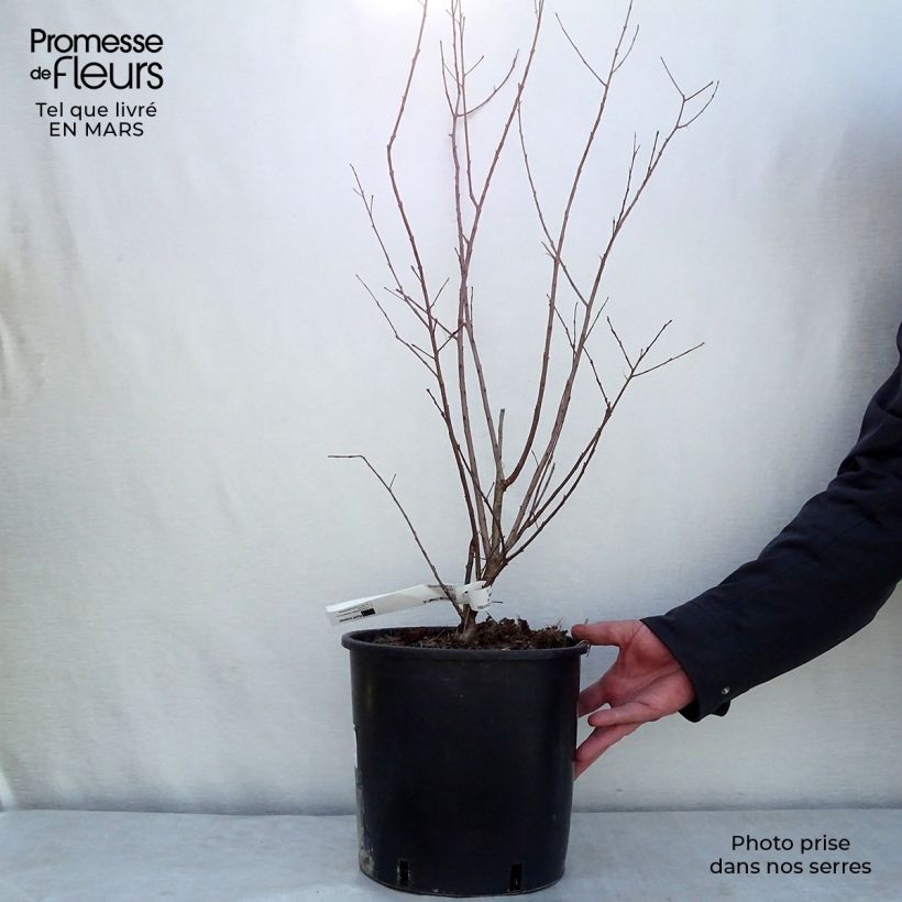 Example of Chinesische Kräuselmyrte Dynamite - Lagerstroemia Topf mit 7,5L/10L as you get in printemps