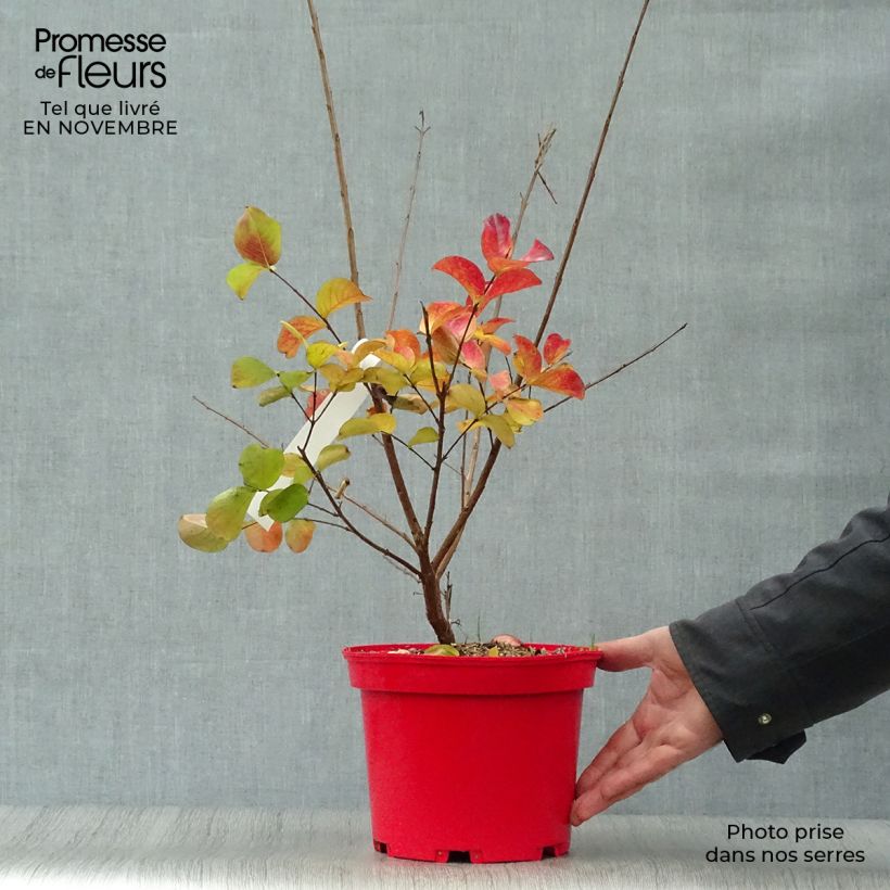 Exemplar von Chinesische Kräuselmyrte Dynamite - Lagerstroemia Topf mit 3L/4L, Strauch wie im Herbst geliefert