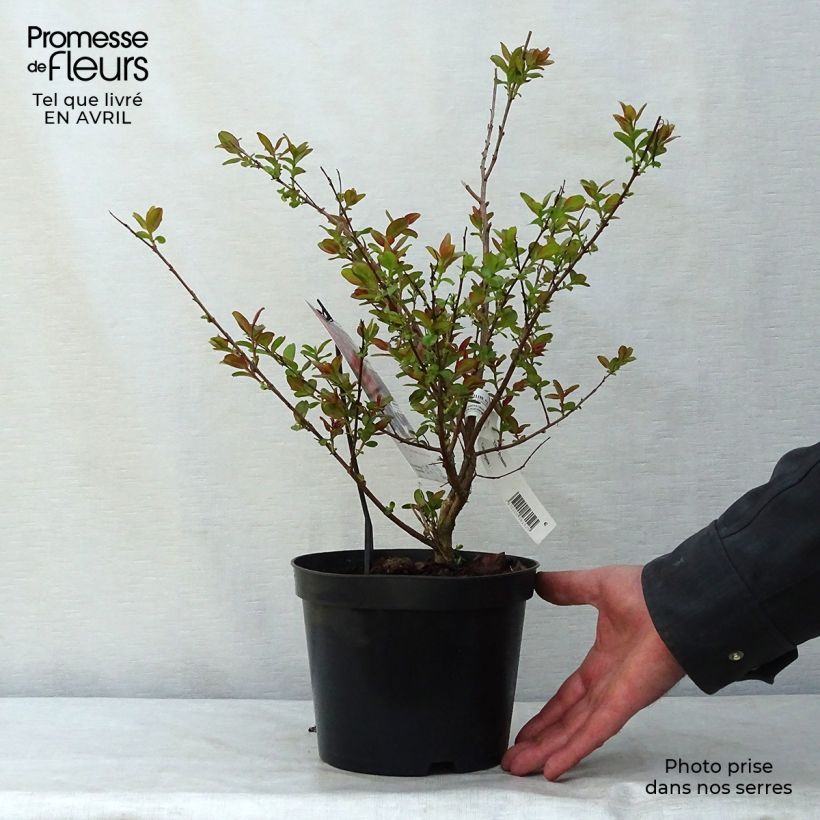 Example of Chinesische Kräuselmyrte Dynamite - Lagerstroemia Topf mit 3L/4L, Strauch as you get in printemps