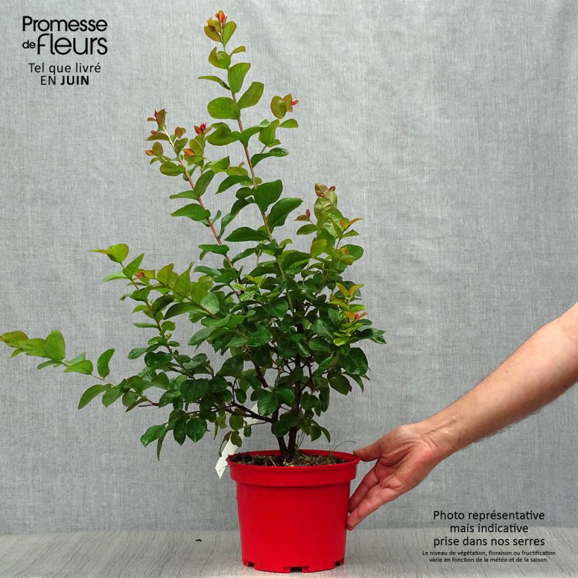 Exemplar von Chinesische Kräuselmyrte Dynamite - Lagerstroemia Topf mit 3L/4L, Strauch wie im Sommer geliefert
