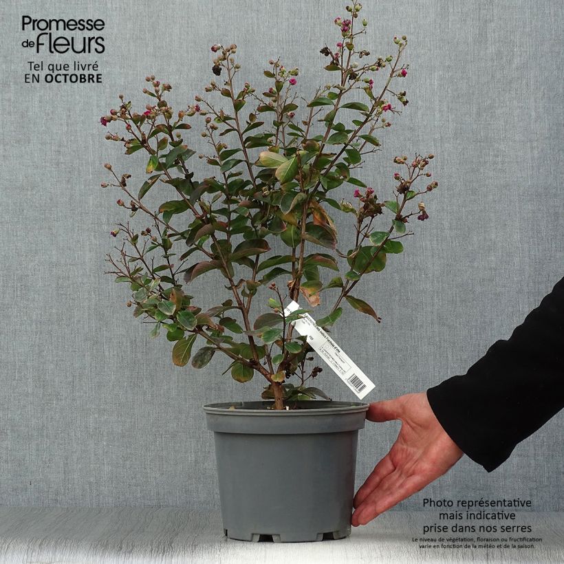 Exemplar von Chinesische Kräuselmyrte Fuchsia d'Eté Indyfus - Lagerstroemia Topf mit 4L/5L, Strauch wie im Herbst geliefert