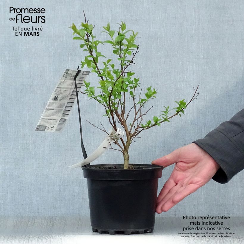 Exemplar von Chinesische Kräuselmyrte Grand Cru - Lagerstroemia Topf mit 3L/4L wie im Frühjahr geliefert