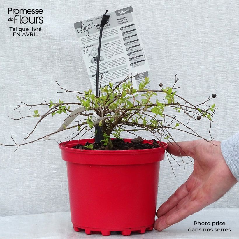 Example of Chinesische Kräuselmyrte Houston - Lagerstroemia Topf mit 3L/4L as you get in printemps