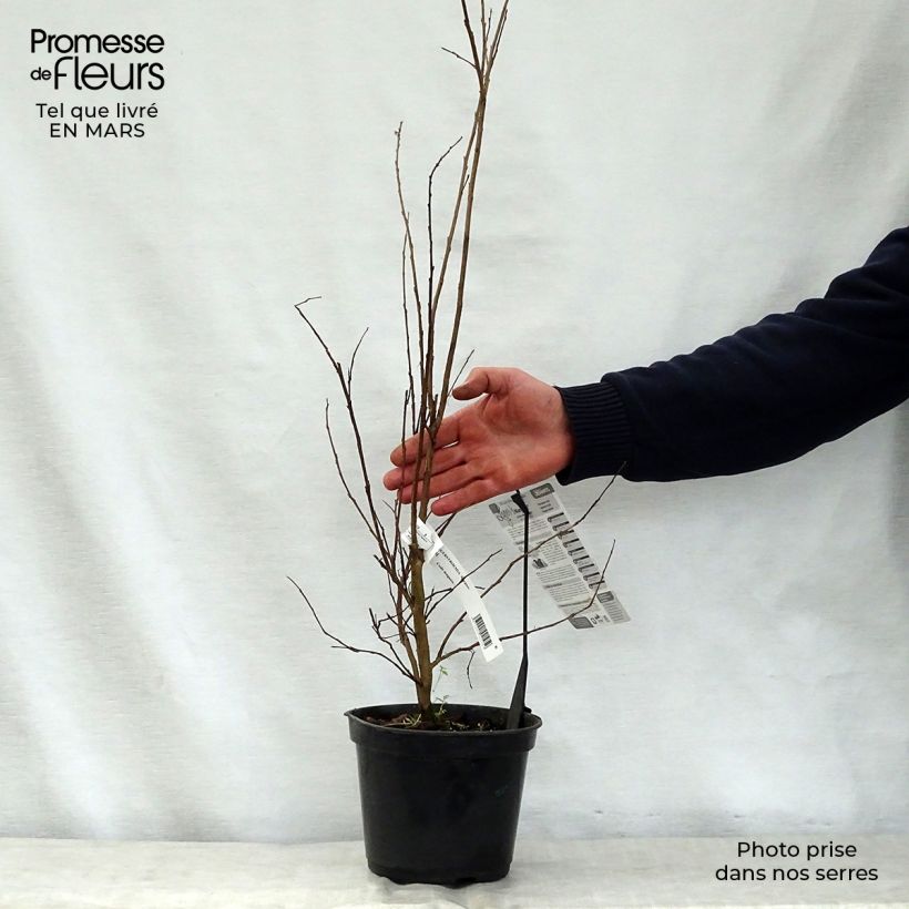 Exemplar von Chinesische Kräuselmyrte Margaux - Lagerstroemia Topf mit 3L/4L wie im Frühjahr geliefert