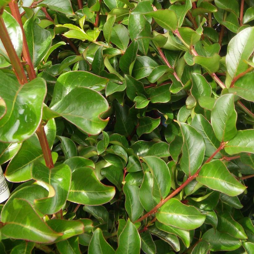 Chinesische Kräuselmyrte Monbazillac - Lagerstroemia (Foliage)