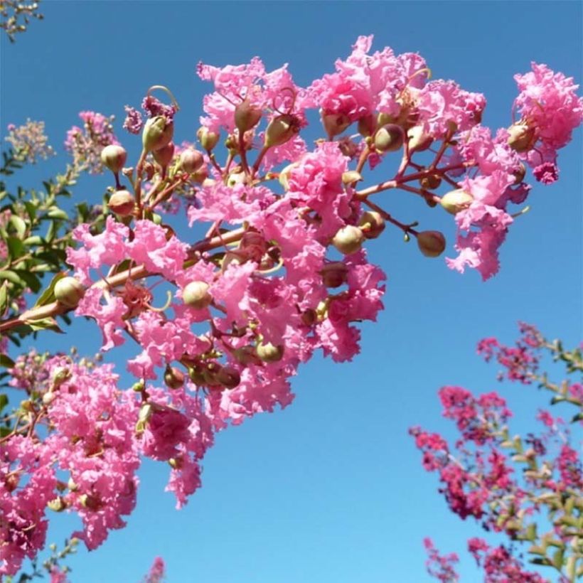 Chinesische Kräuselmyrte Monbazillac - Lagerstroemia (Flowering)