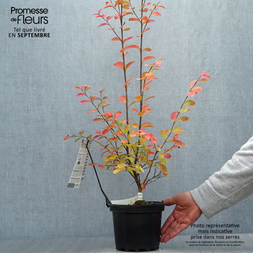 Exemplar von Chinesische Kräuselmyrte Monbazillac - Lagerstroemia Topf mit 3L/4L, Strauch wie im Herbst geliefert