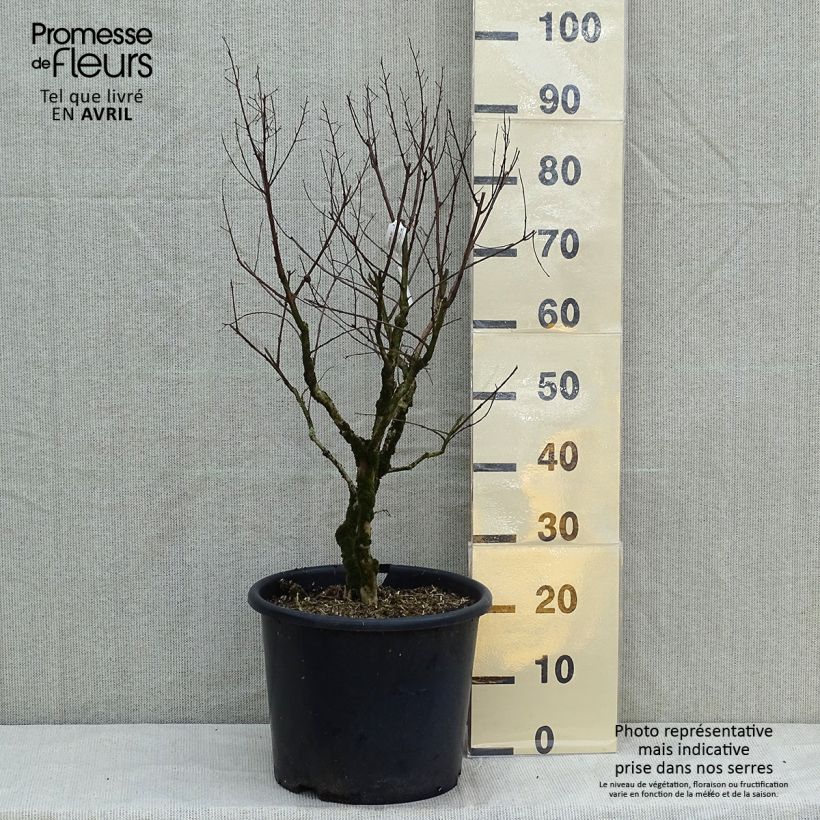 Example of Chinesische Kräuselmyrte Pecharmant - Lagerstroemia Topf mit 7,5L/10L as you get in printemps