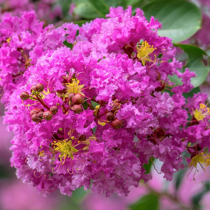 Chinesische Kräuselmyrte Pecharmant - Lagerstroemia (Flowering)