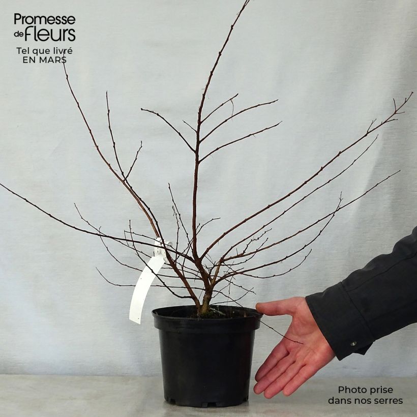 Example of Chinesische Kräuselmyrte Petite Canaille mauve - Lagerstroemia Topf mit 3L/4L as you get in printemps