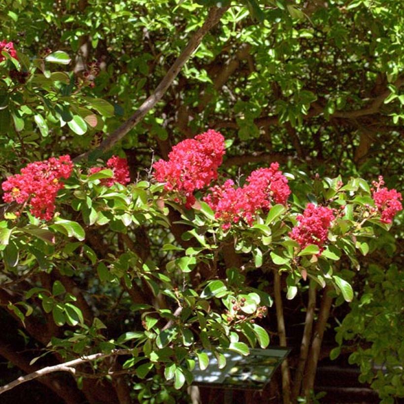 Chinesische Kräuselmyrte Red imperator - Lagerstroemia (Flowering)