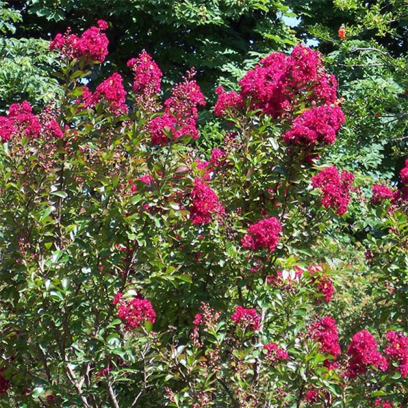 Chinesische Kräuselmyrte Red imperator - Lagerstroemia (Plant habit)