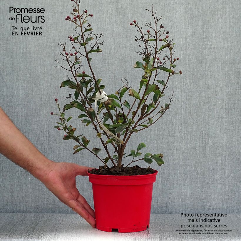 Exemplar von Chinesische Kräuselmyrte Red imperator - Lagerstroemia Topf mit 3L/4L, Strauch wie im Herbst geliefert