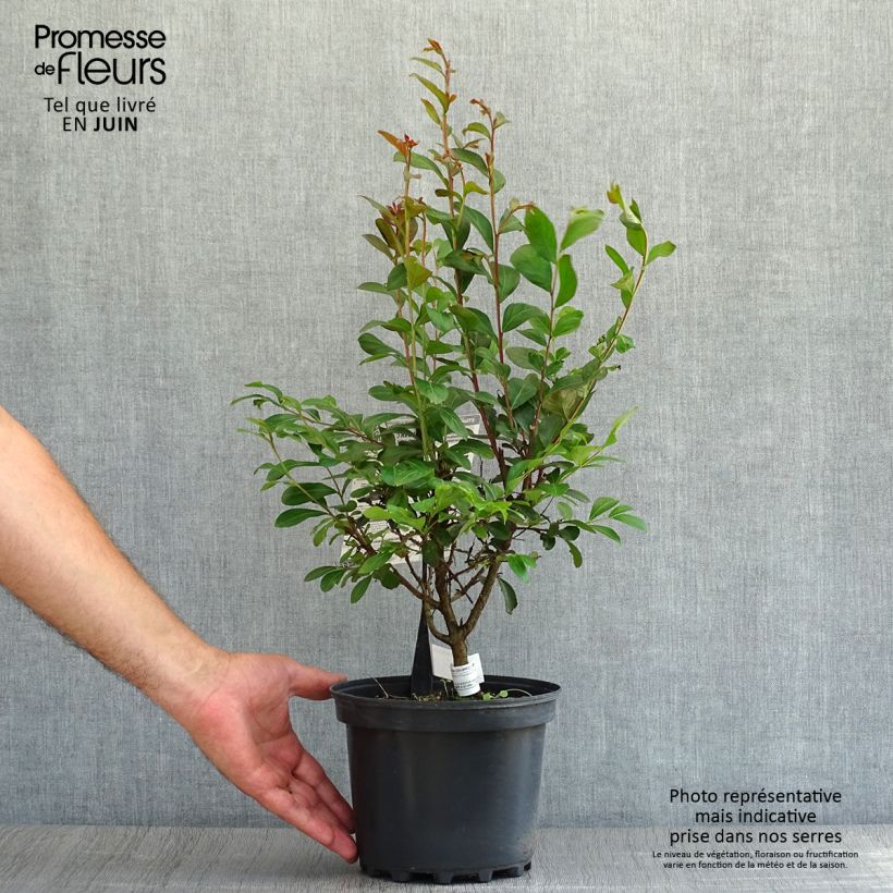 Exemplar von Chinesische Kräuselmyrte Red imperator - Lagerstroemia Topf mit 3L/4L, Strauch wie im Sommer geliefert
