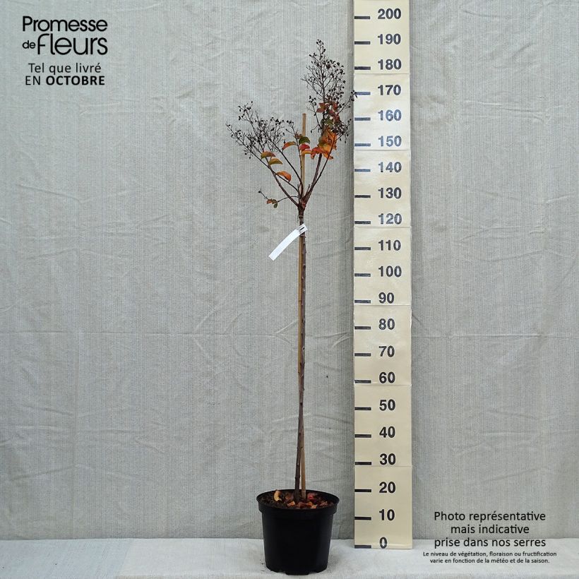 Exemplar von Chinesische Kräuselmyrte Rhapsody in PINK - Lagerstroemia Topf mit 7,5L/10L, Stamm wie im Herbst geliefert