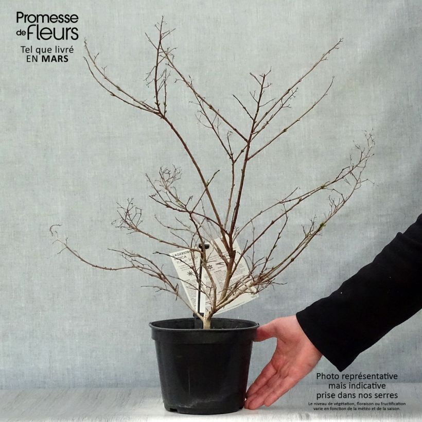 Example of Chinesische Kräuselmyrte Rose Indien - Lagerstroemia Topf mit 3L/4L as you get in printemps