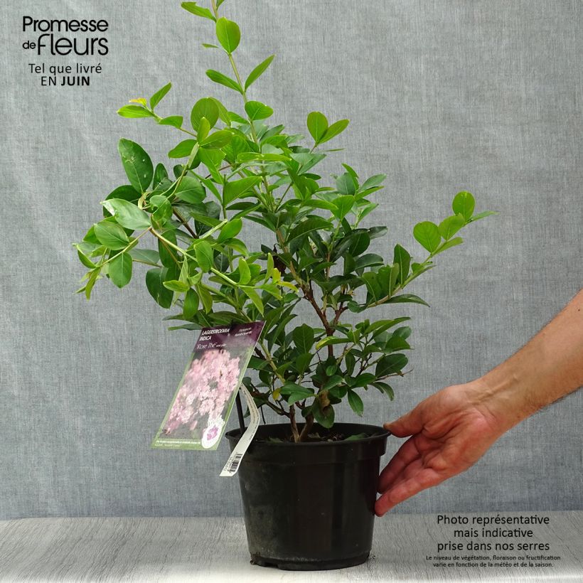 Exemplar von Chinesische Kräuselmyrte Rose Thé - Lagerstroemia Topf mit 3L/4L wie im Sommer geliefert