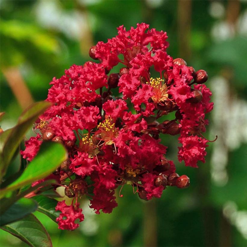 Chinesische Kräuselmyrte Rouge Nain - Lagerstroemia (Flowering)