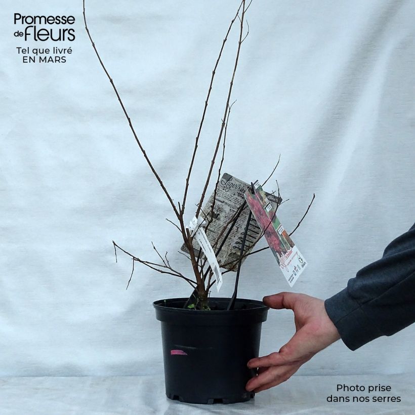 Example of Chinesische Kräuselmyrte Saint Emilion - Lagerstroemia Topf mit 3L/4L as you get in printemps