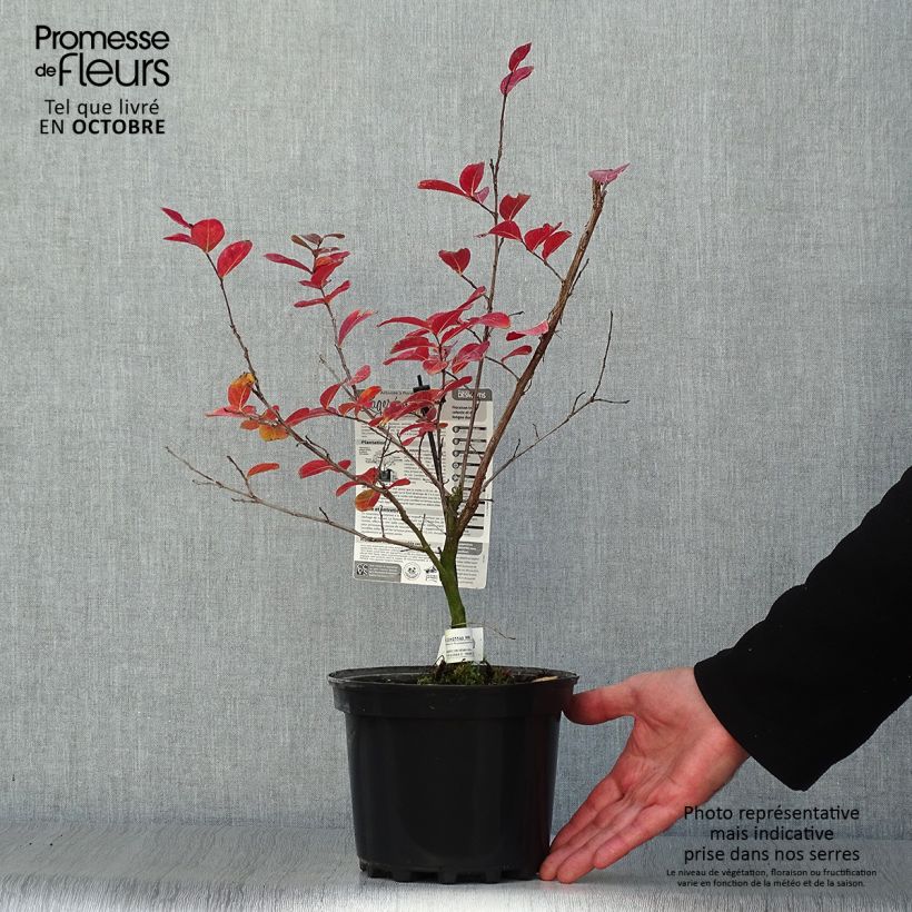 Exemplar von Chinesische Kräuselmyrte Saint Emilion - Lagerstroemia Topf mit 3L/4L wie im Herbst geliefert