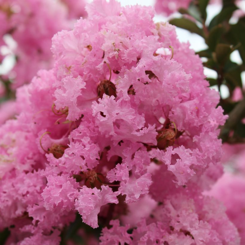 Chinesische Kräuselmyrte Soir d'Eté - Lagerstroemia (Flowering)