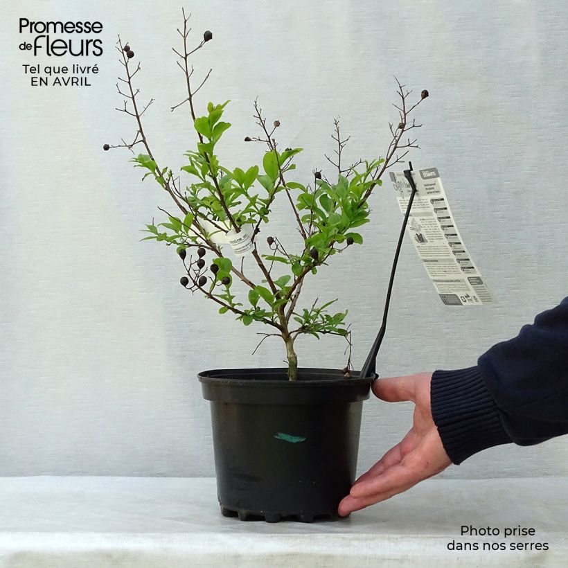 Example of Chinesische Kräuselmyrte Soir d'Eté - Lagerstroemia Topf mit 3L/4L as you get in printemps