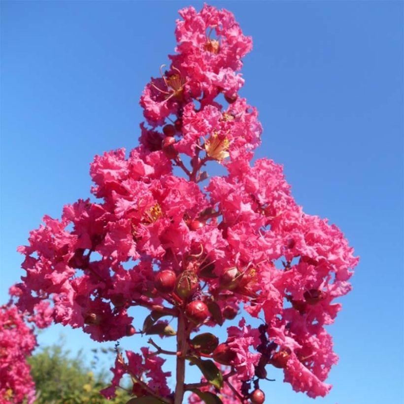 Chinesische Kräuselmyrte Souvenir d'André Desmartis - Lagerstroemia (Flowering)
