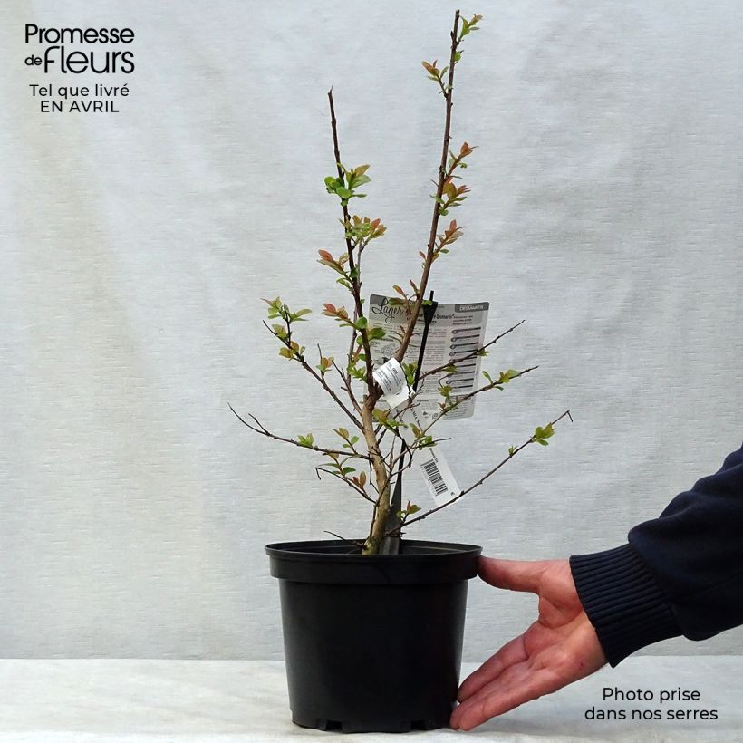 Example of Chinesische Kräuselmyrte Souvenir d'André Desmartis - Lagerstroemia Topf mit 3L/4L as you get in printemps