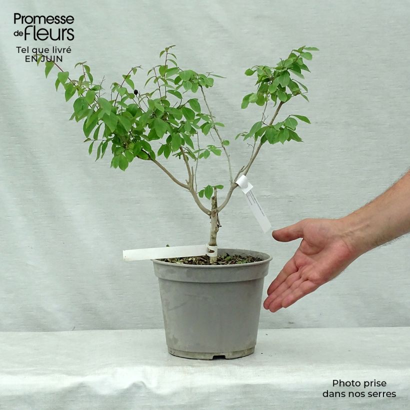 Exemplar von Chinesische Kräuselmyrte Summer Beauty Centennial - Lagerstroemia Topf mit 3L/4L wie im Sommer geliefert