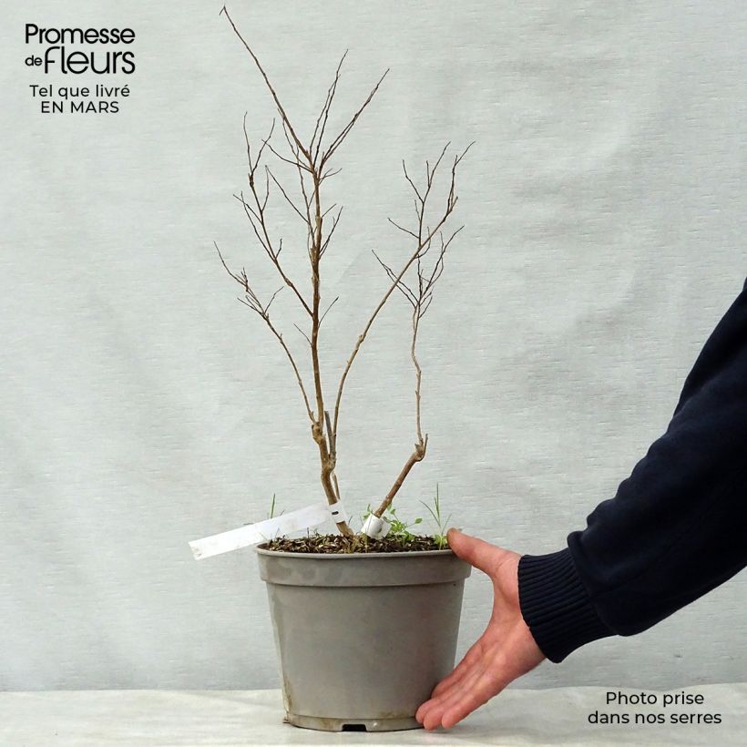 Exemplar von Chinesische Kräuselmyrte Summer Beauty Ozark Spring - Lagerstroemia Topf mit 3L/4L wie im Frühjahr geliefert