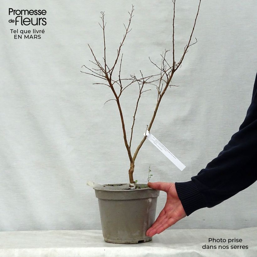 Exemplar von Chinesische Kräuselmyrte Summer Beauty Velma's Royal Delight - Lagerstroemia Topf mit 3L/4L wie im Frühjahr geliefert