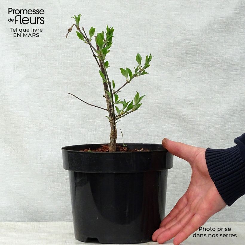 Exemplar von Chinesische Kräuselmyrte Summer Beauty Victor - Lagerstroemia Topf mit 3L/4L wie im Frühjahr geliefert