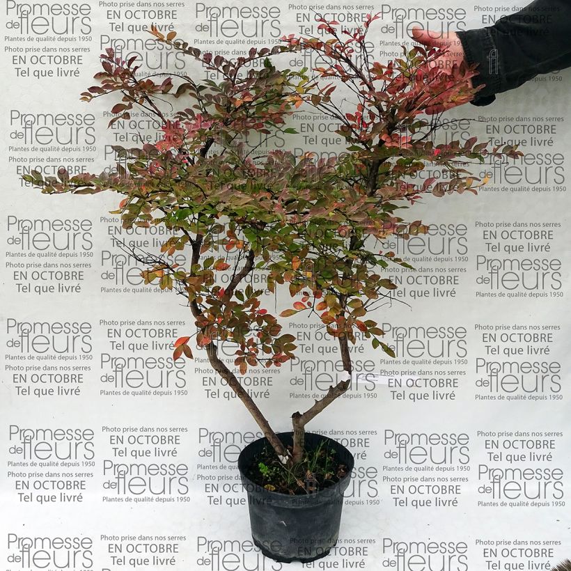 Example of Chinesische Kräuselmyrte Summer Charm Acoma - Lagerstroemia Topf mit 3L/4L as you get