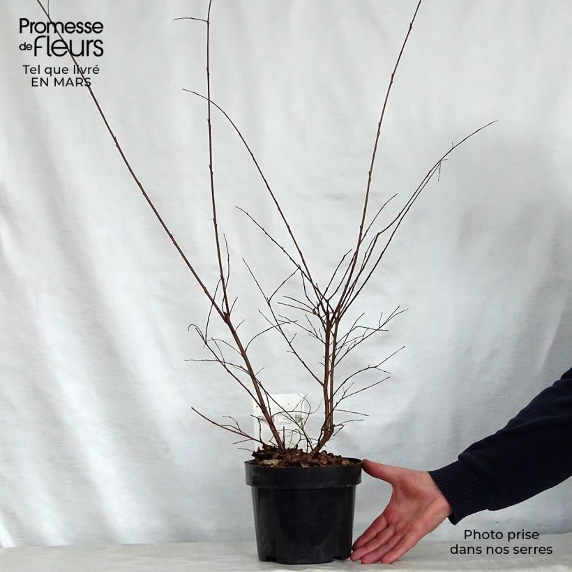 Example of Chinesische Kräuselmyrte Summer Charm Tonto - Lagerstroemia Topf mit 3L/4L as you get in printemps