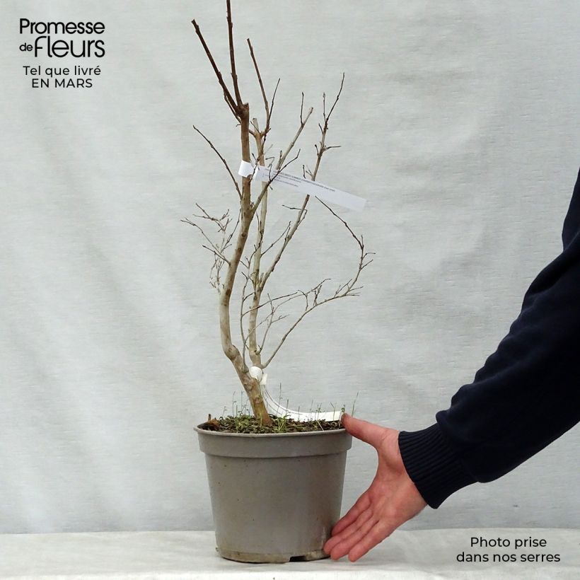 Example of Chinesische Kräuselmyrte Summer Charm Tuscarora - Lagerstroemia Topf mit 3L/4L as you get in printemps