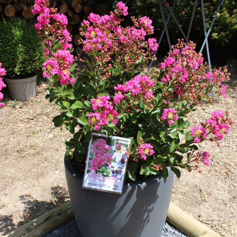 Chinesische Kräuselmyrte Terrasse Rose - Lagerstroemia (Flowering)