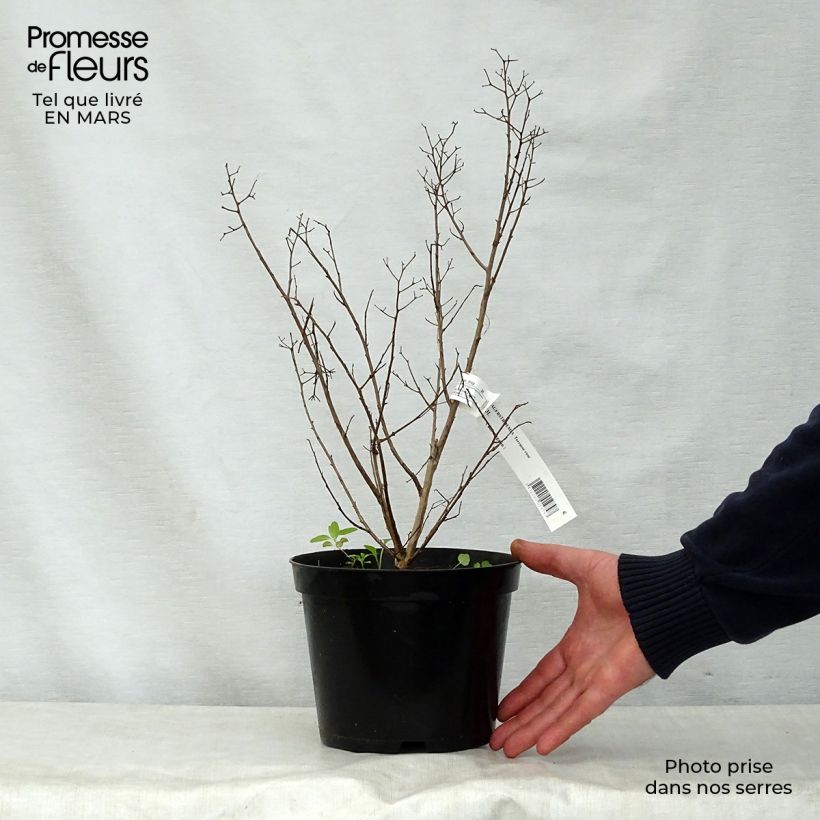 Example of Chinesische Kräuselmyrte Terrasse Rose - Lagerstroemia Topf mit 3L/4L as you get in printemps