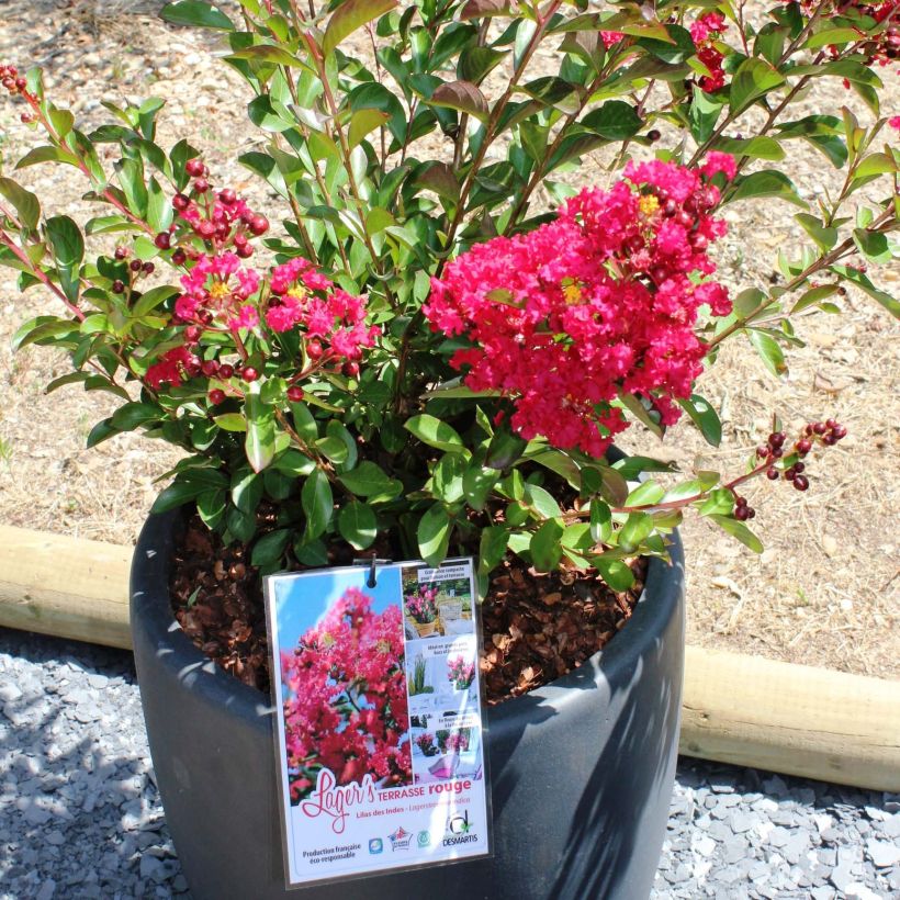 Chinesische Kräuselmyrte Terrasse Rouge - Lagerstroemia (Plant habit)