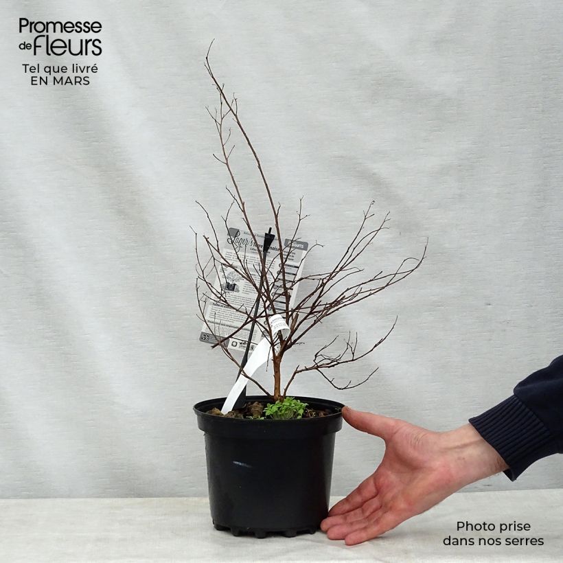 Example of Chinesische Kräuselmyrte Terre Chinoise - Lagerstroemia Topf mit 3L/4L as you get in printemps