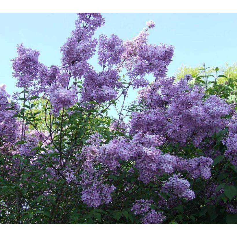 Chinesische Kräuselmyrte Violacea - Lagerstroemia (Flowering)