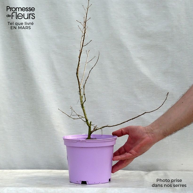 Example of Chinesische Kräuselmyrte Violacea - Lagerstroemia Topf mit 2L/3L as you get in printemps