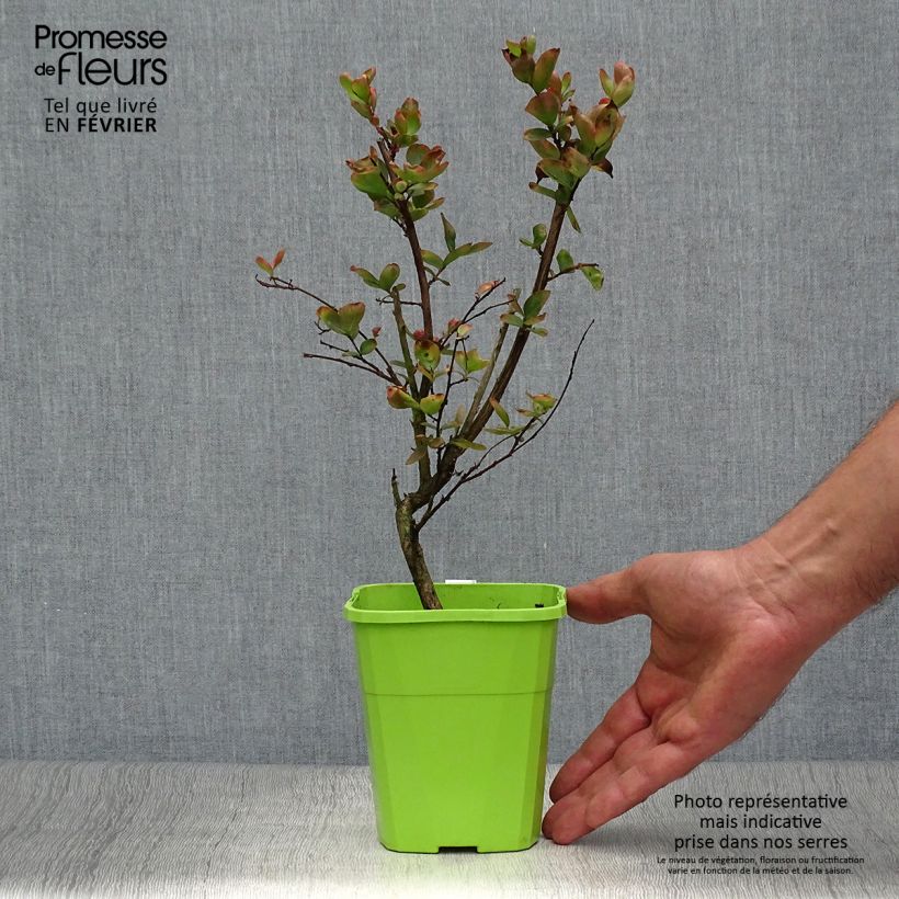 Exemplar von Chinesische Kräuselmyrte With Love Eternal - Lagerstroemia Topf mit 3L/4L wie im Herbst geliefert