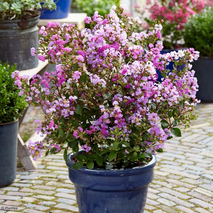 Chinesische Kräuselmyrte Eternal With Love - Lagerstroemia (Wuchs)