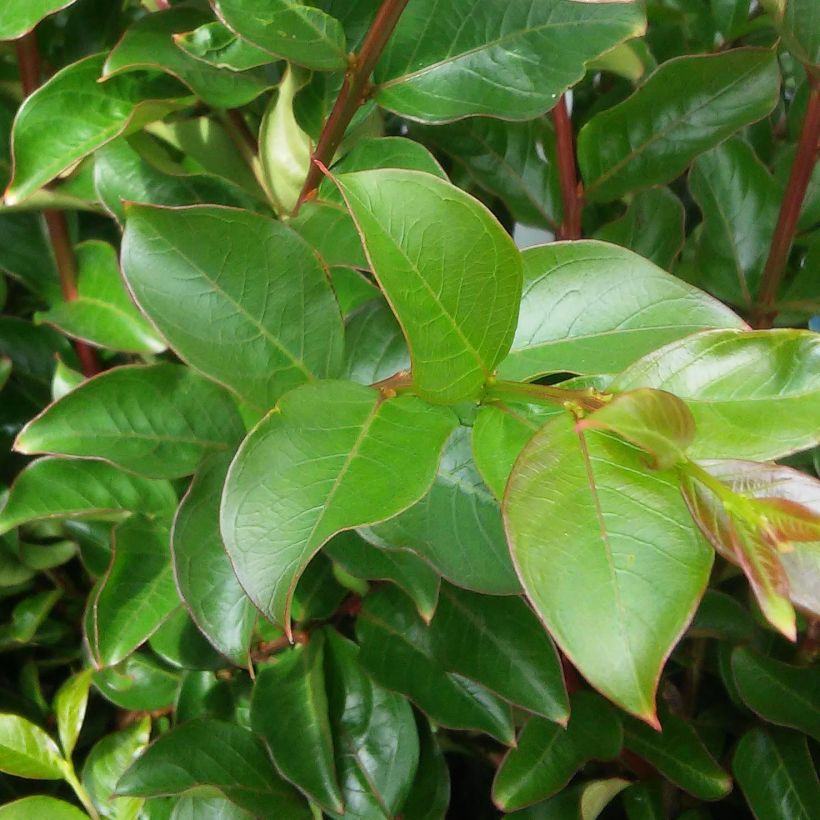 Chinesische Kräuselmyrte Yang Tse - Lagerstroemia (Foliage)