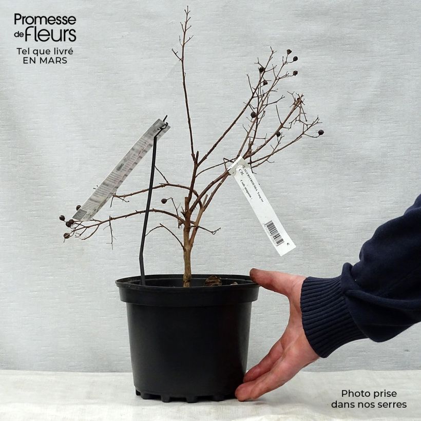 Example of Chinesische Kräuselmyrte Yang Tse - Lagerstroemia Topf mit 3L/4L as you get in printemps