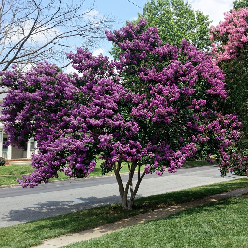 Chinesische Kräuselmyrte Violacea - Lagerstroemia (Plant habit)
