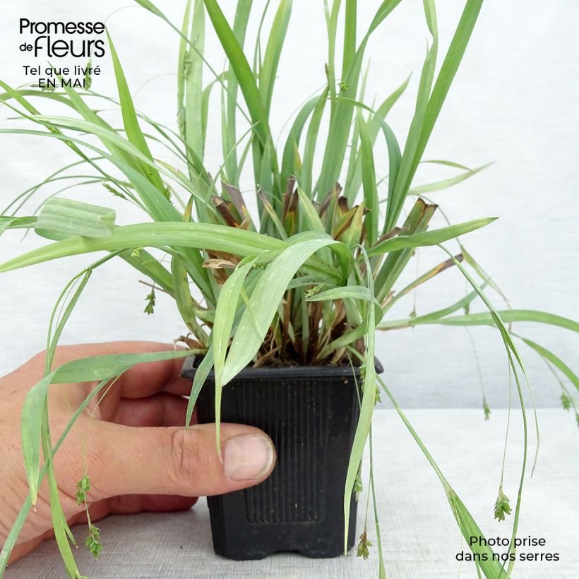 Example of Carex laxiculmis Bunny Blue Kleine Töpfe von 8/9 cm as you get in printemps