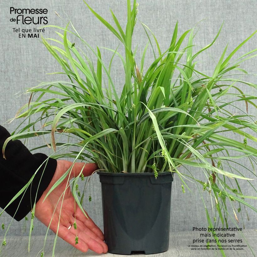 Example of Carex laxiculmis Bunny Blue Topf mit 2L/3L as you get in printemps