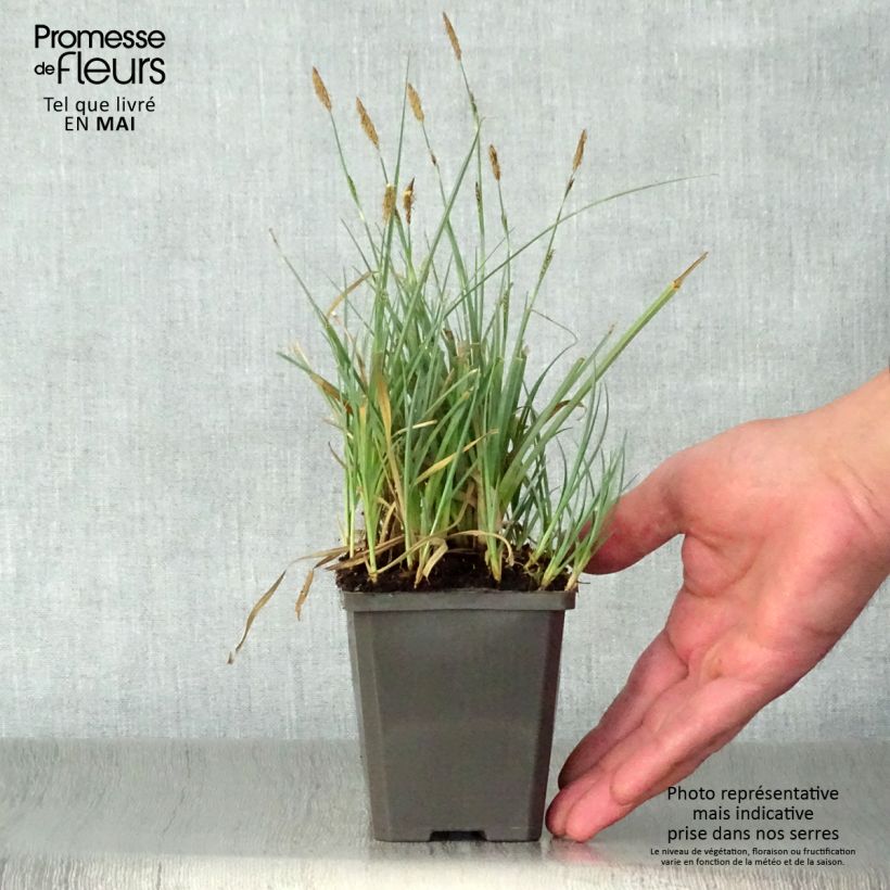 Example of Carex panicea - Hirse-Segge Kleine Töpfe von 8/9 cm as you get in printemps
