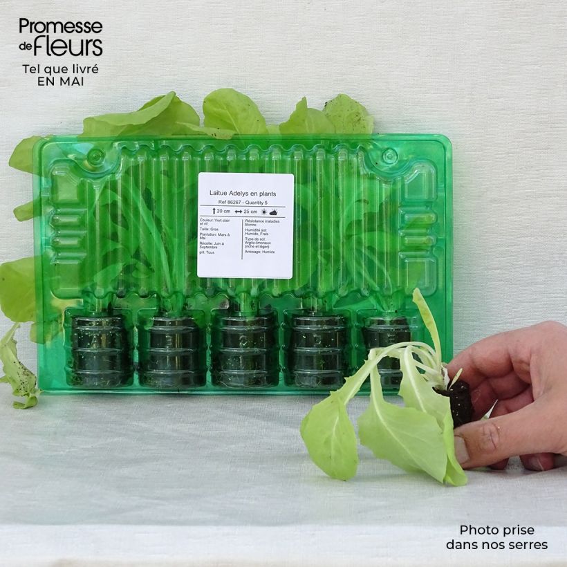 Exemplar von Grüner Salat Adelys Wurzelballen 4 cm x 4,5 cm wie im Frühjahr geliefert